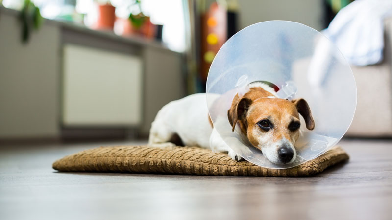 how do you know when your dog is in pain